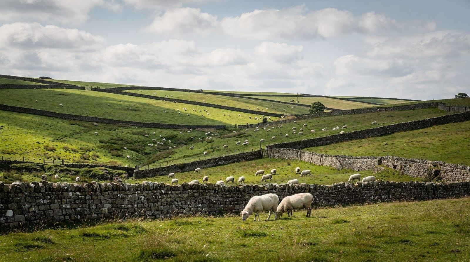 From York: the Yorkshire Dales day tour