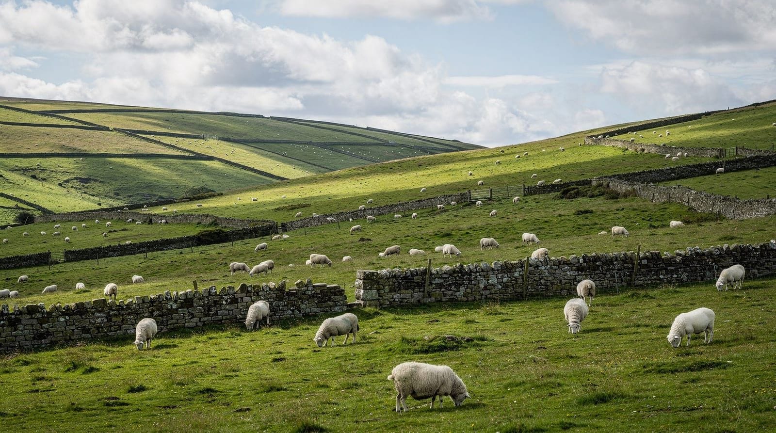 Wensleydale