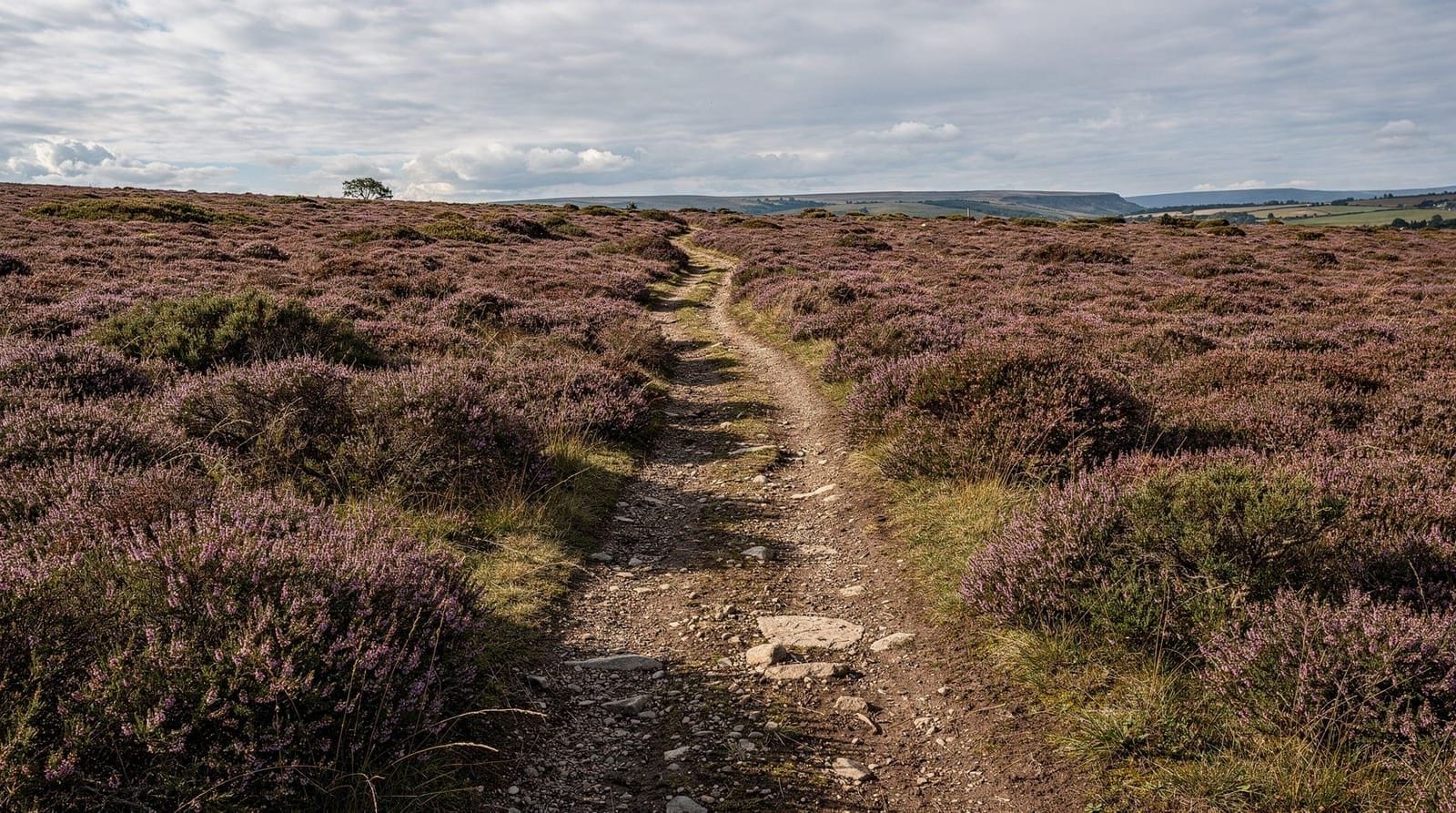 The best North York Moors walks from York